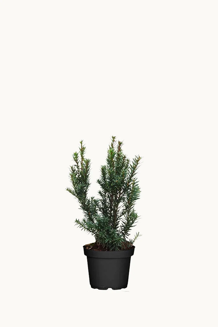 Japansk taks 30cm Forgrenet | Plantinavia
