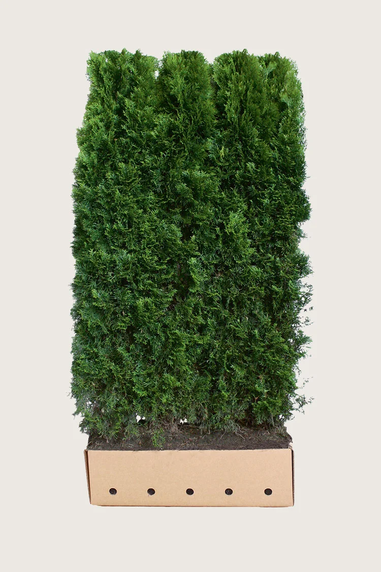 Kæmpethuja 200cm Vel forgrenet | Plantinavia