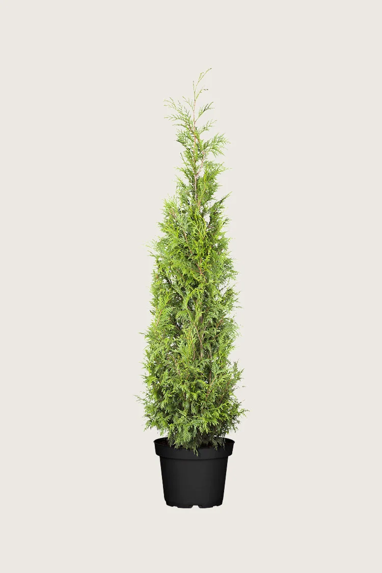 Kæmpethuja 175cm Forgrenet | Plantinavia