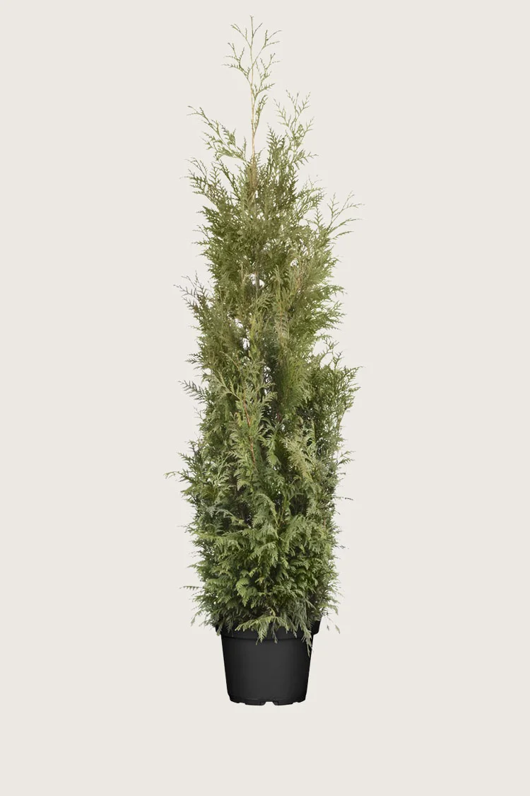 Kæmpethuja 200cm Forgrenet | Plantinavia