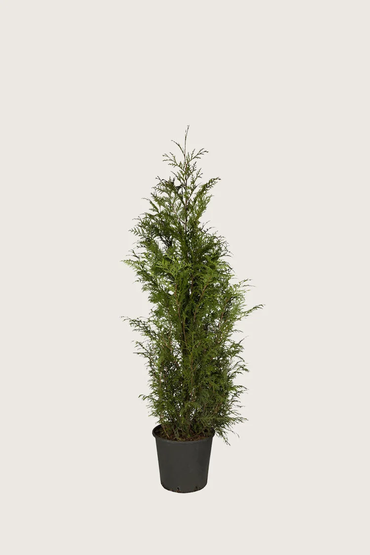 Kæmpethuja 60cm Forgrenet | Plantinavia