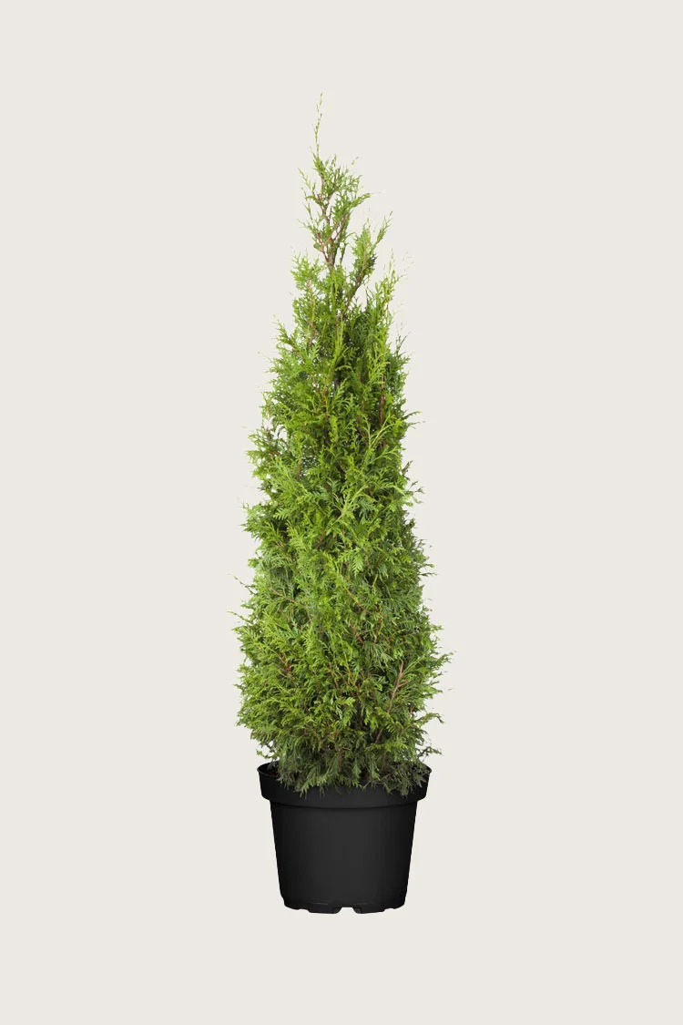 Kæmpethuja 125cm Vel forgrenet | Plantinavia