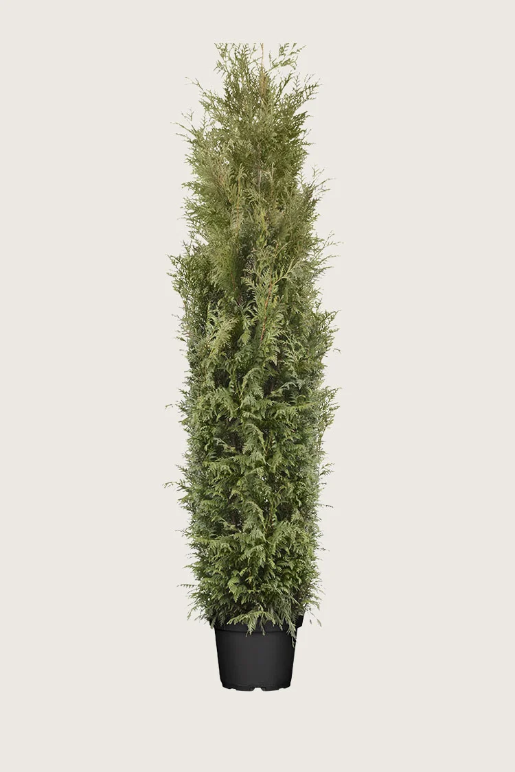 Kæmpethuja 250cm Vel forgrenet | Plantinavia