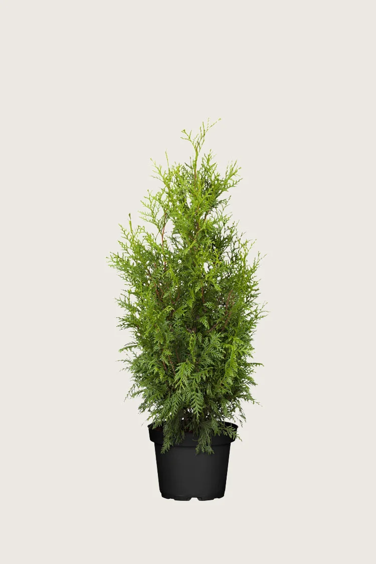 Kæmpethuja 80cm Vel forgrenet | Plantinavia