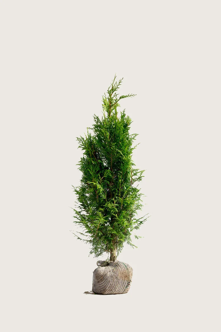 Kæmpethuja 40cm Forgrenet | Plantinavia