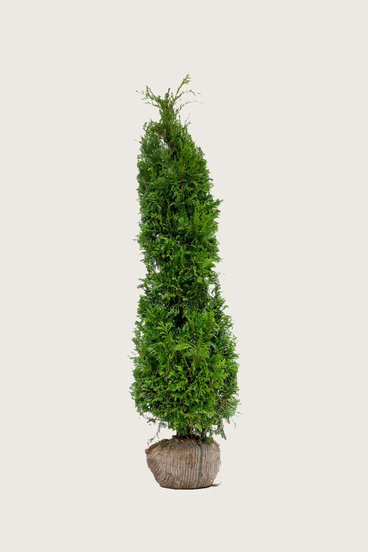 Kæmpethuja 125cm Vel forgrenet | Plantinavia