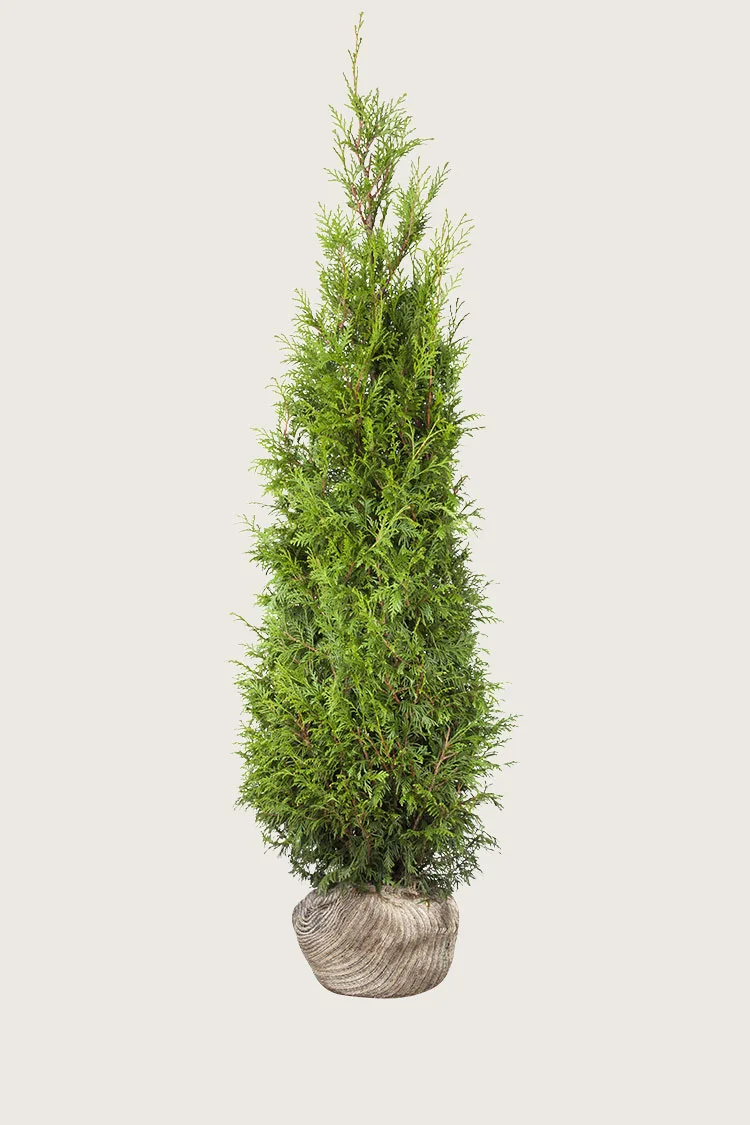 Kæmpethuja 250cm Vel forgrenet | Plantinavia