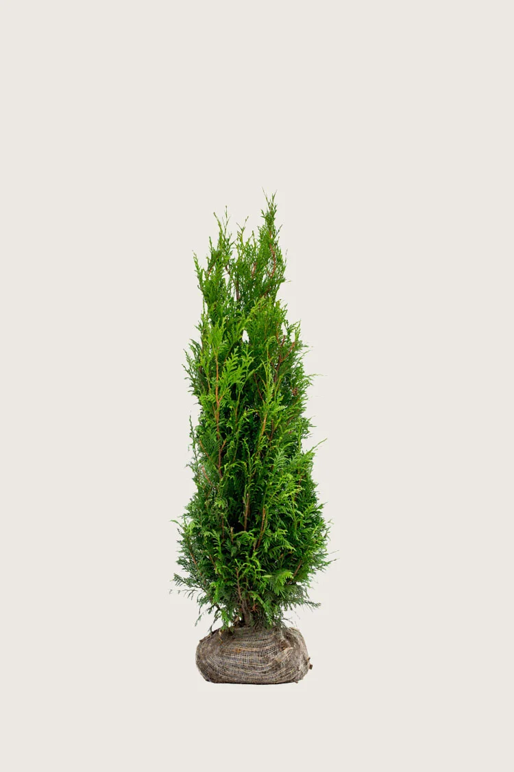 Kæmpethuja 40cm Vel forgrenet | Plantinavia