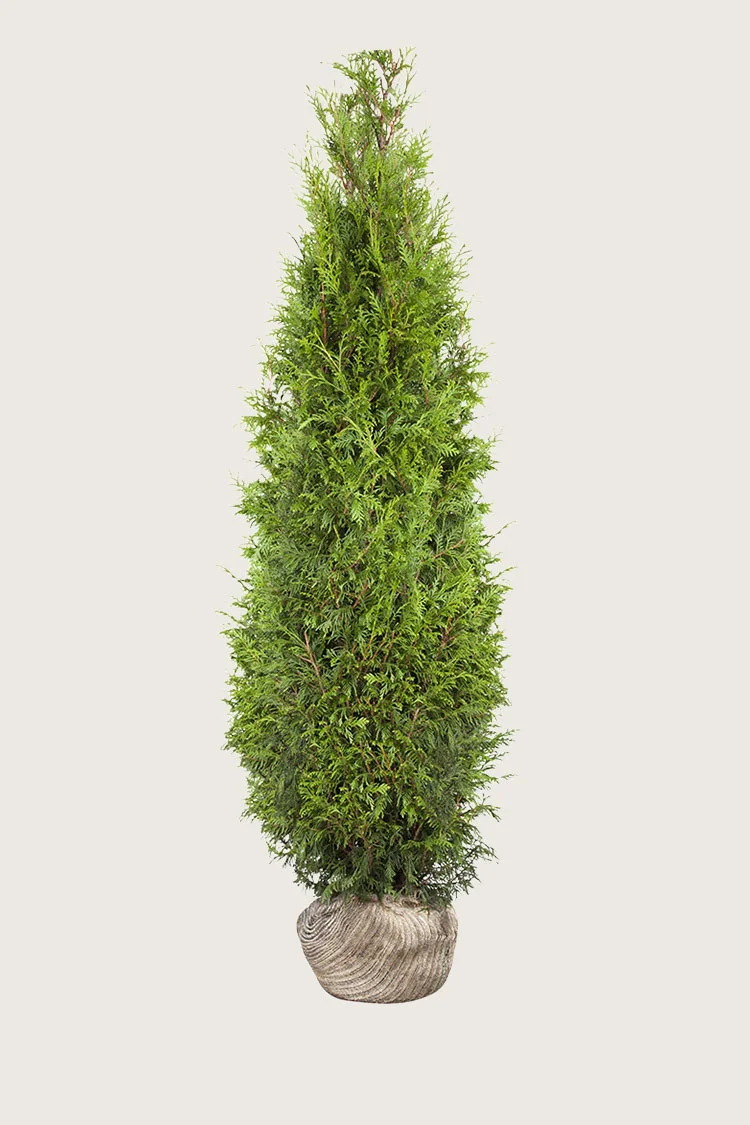 Kæmpethuja 600cm Vel forgrenet | Plantinavia
