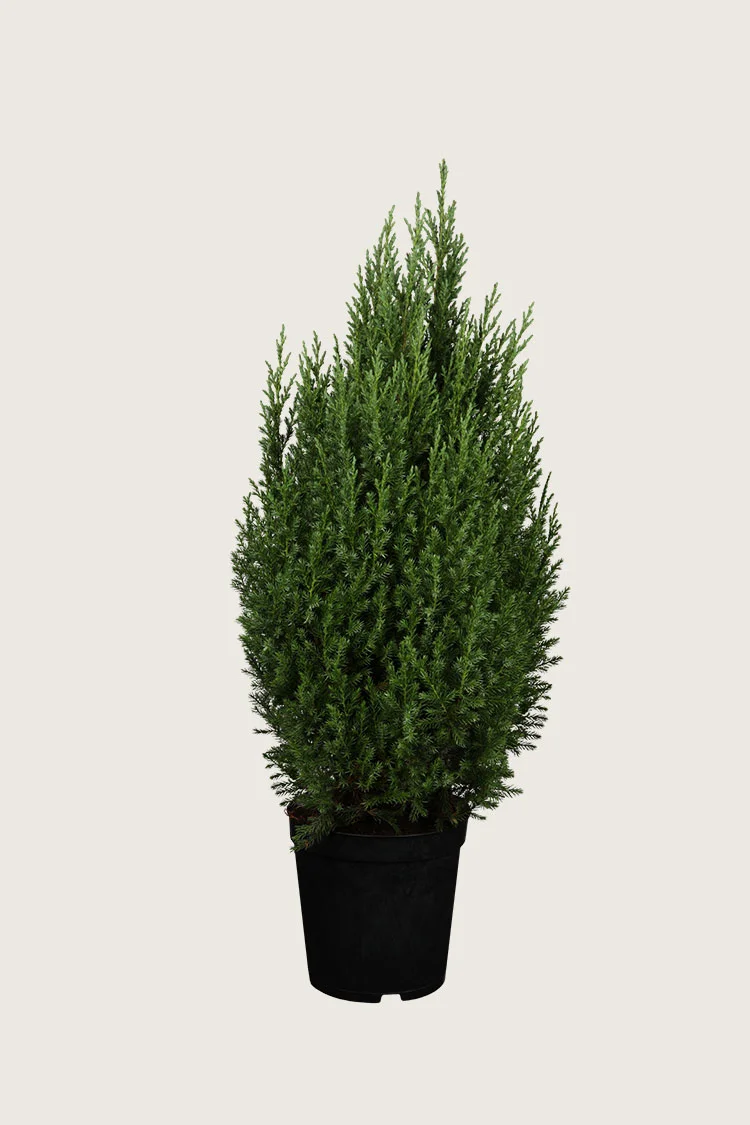 Kinesisk Ene Stricta 125cm Vel forgrenet | Plantinavia