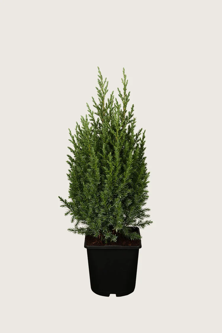 Kinesisk Ene Stricta 60cm Vel forgrenet | Plantinavia