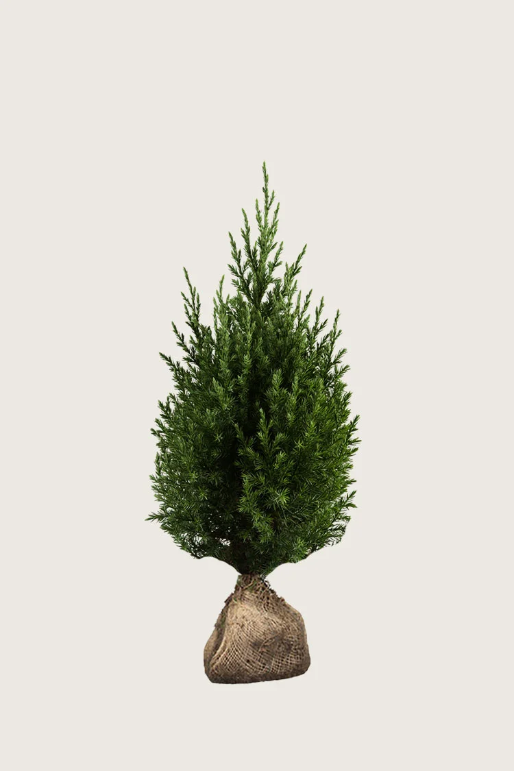 Kinesisk Ene Stricta 100cm Vel forgrenet | Plantinavia