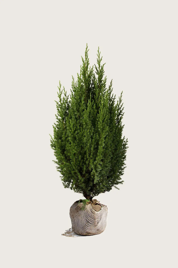 Kinesisk Ene Stricta 125cm Vel forgrenet | Plantinavia