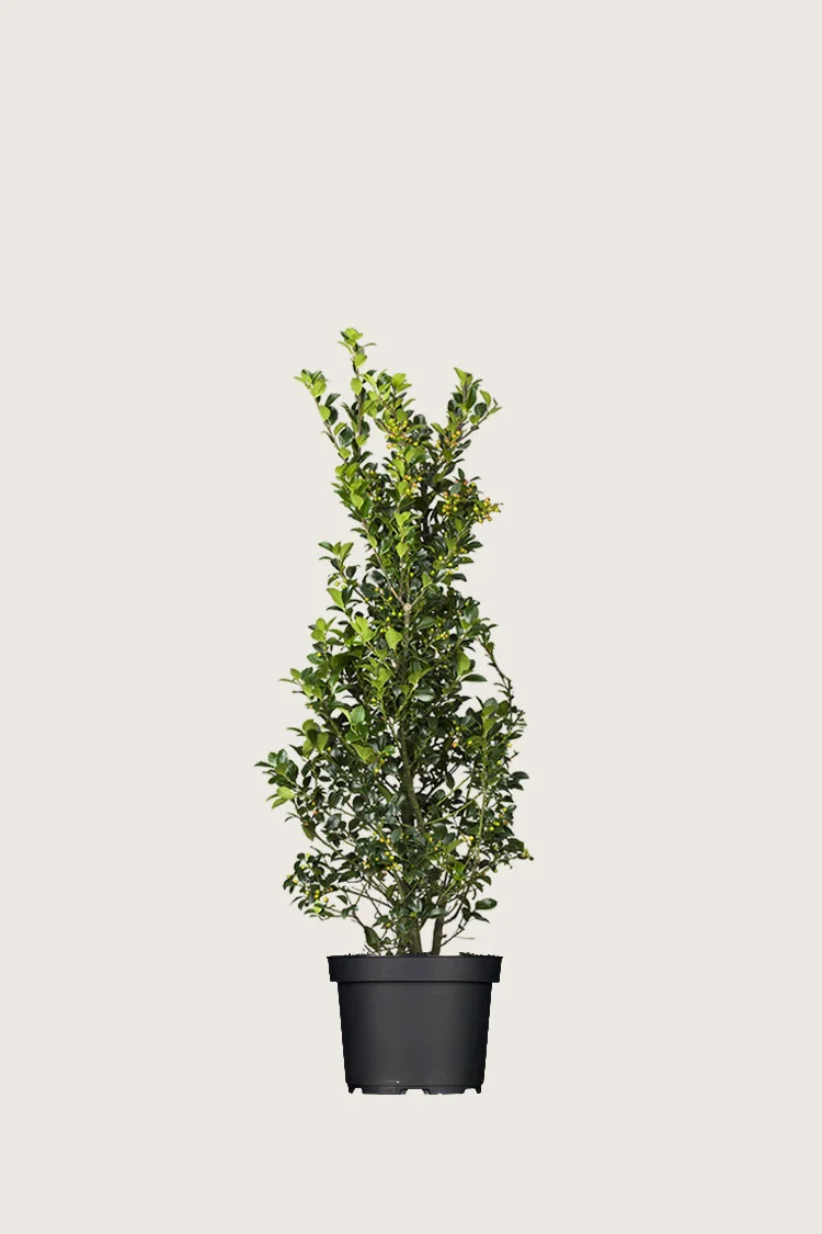 Kristtorn Heckenfee 40cm Forgrenet | Plantinavia