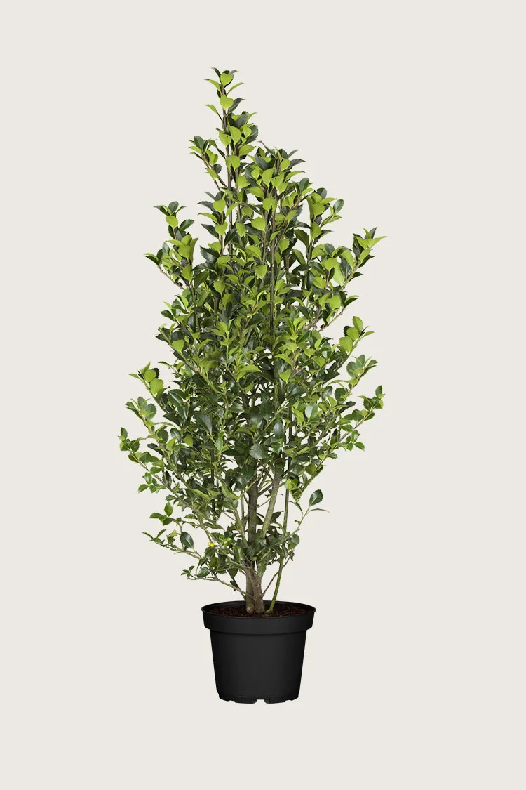 Kristtorn Heckenfee 300cm Vel forgrenet | Plantinavia