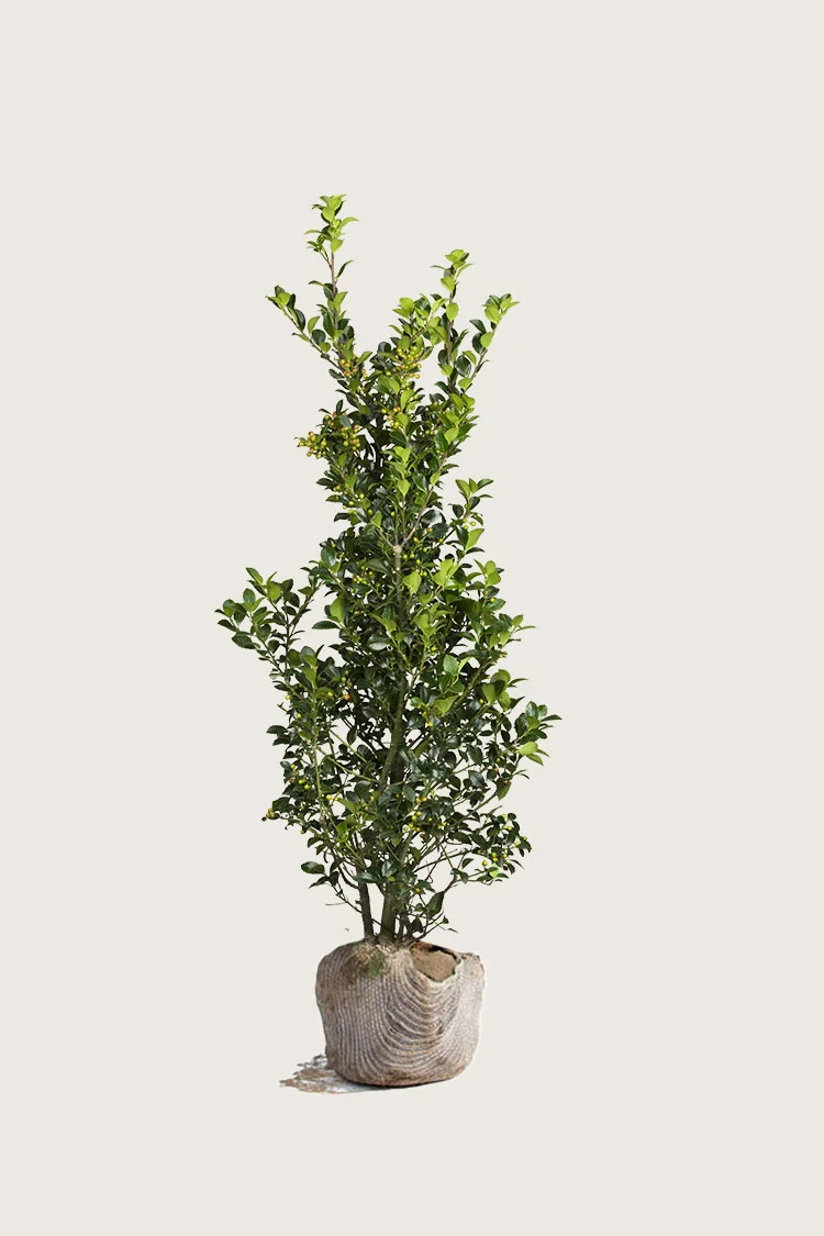 Kristtorn Heckenfee 100cm Forgrenet | Plantinavia