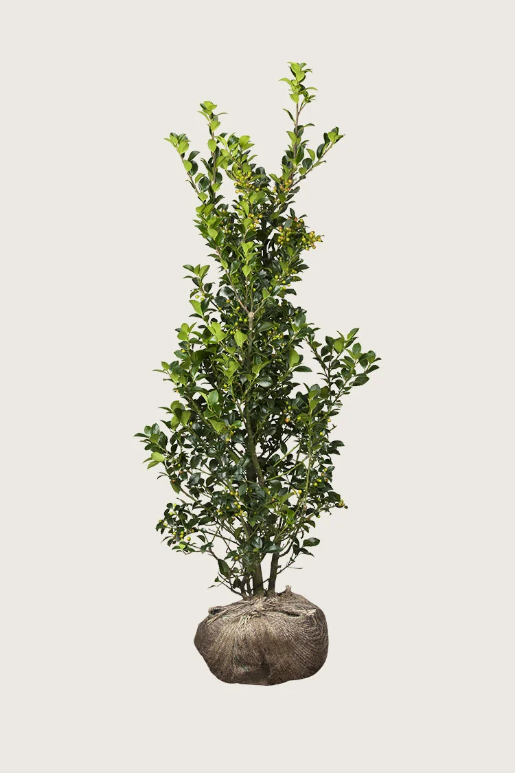 Kristtorn Heckenfee 350cm Forgrenet | Plantinavia