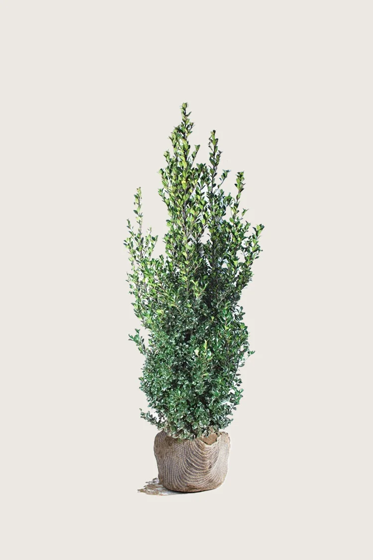 Kristtorn Heckenfee 125cm Vel forgrenet | Plantinavia