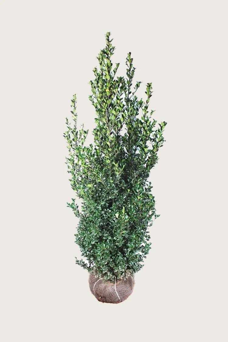 Kristtorn Heckenfee 250cm Vel forgrenet | Plantinavia