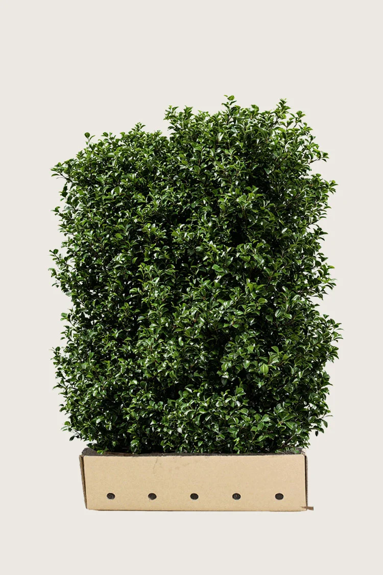 Kristtorn Heckenpracht 120cm Vel forgrenet | Plantinavia