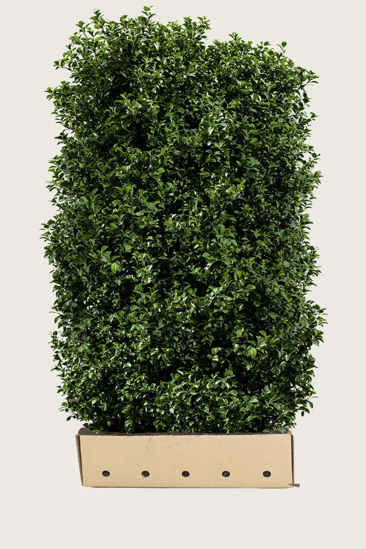 Kristtorn Heckenpracht 200cm Vel forgrenet | Plantinavia