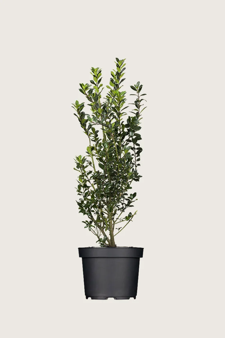Kristtorn Heckenpracht 125cm Forgrenet | Plantinavia