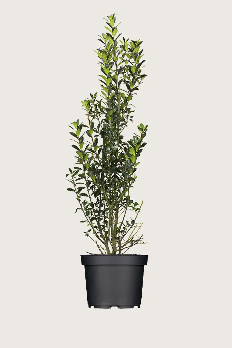 Kristtorn Heckenpracht 200cm Forgrenet | Plantinavia