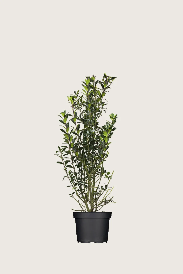 Kristtorn Heckenpracht 80cm Forgrenet | Plantinavia