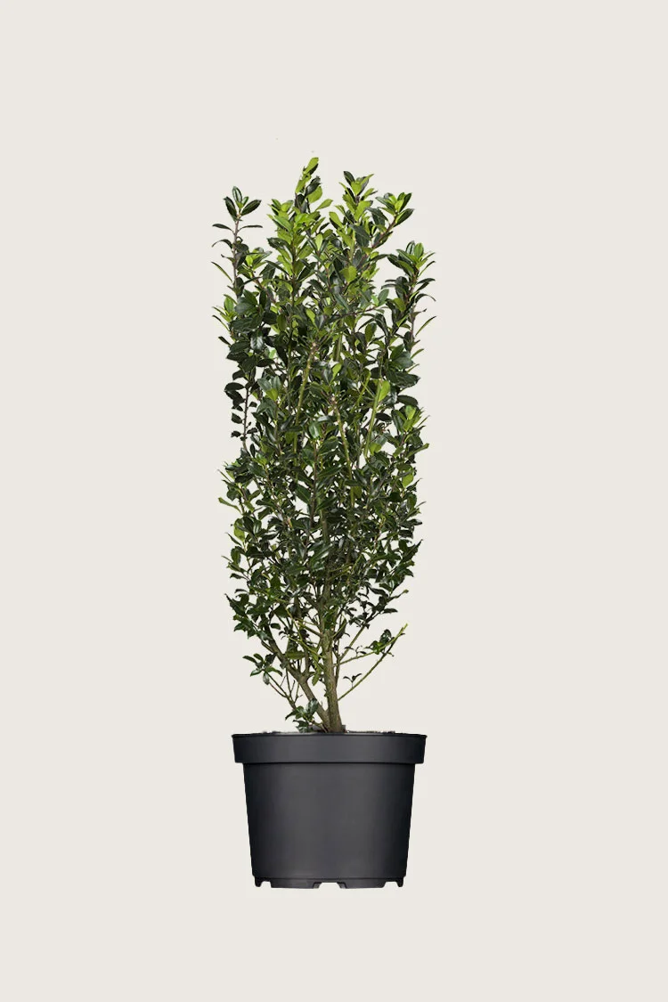 Kristtorn Heckenpracht 150cm Vel forgrenet | Plantinavia