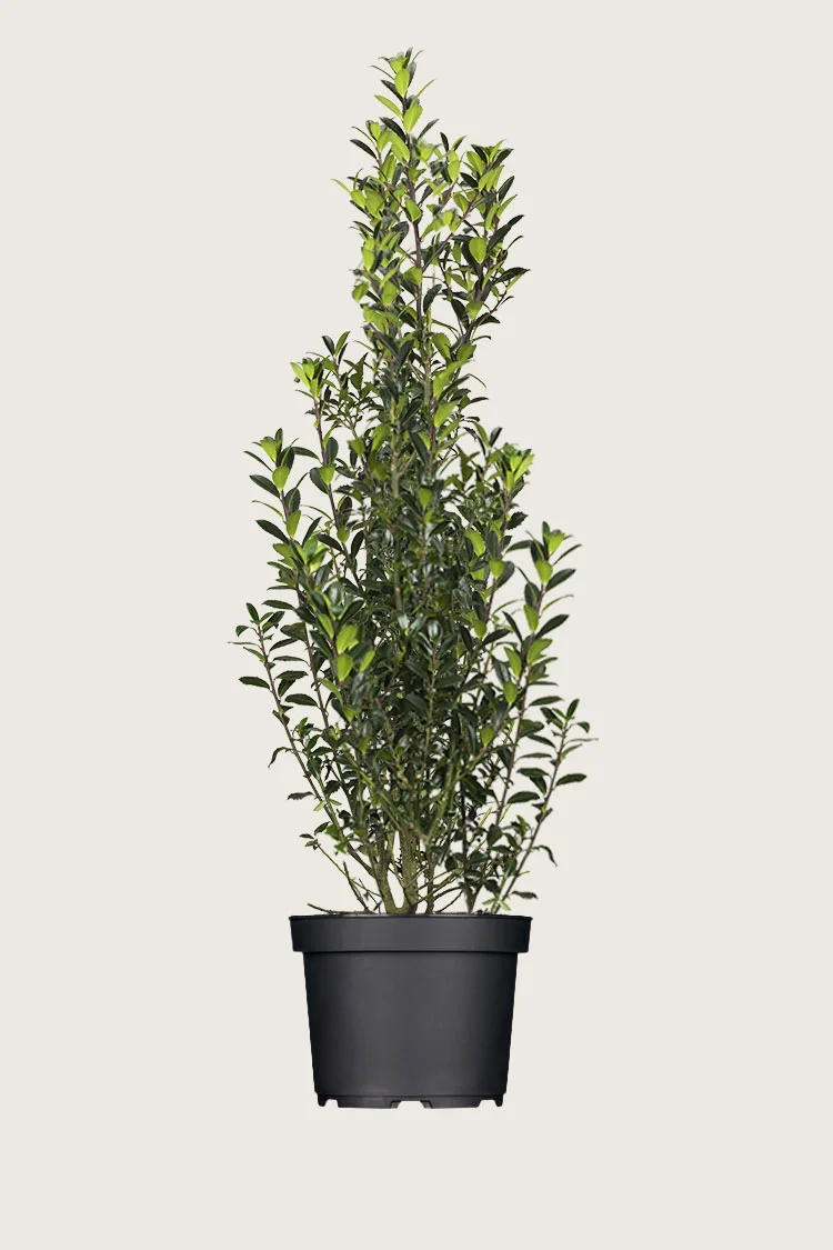 Kristtorn Heckenpracht 250cm Vel forgrenet | Plantinavia