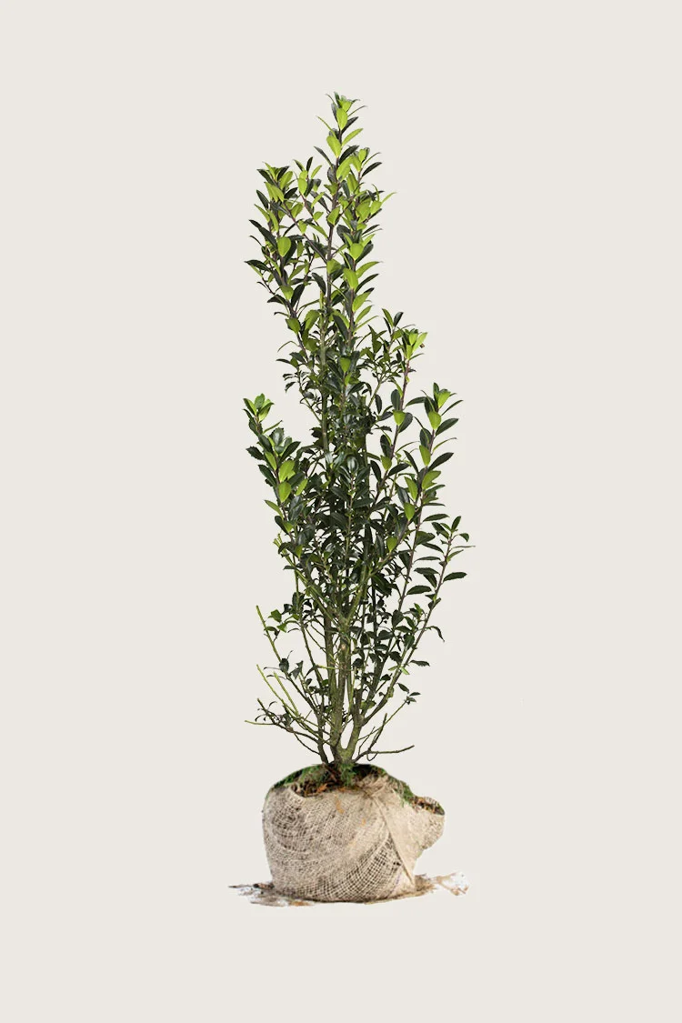 Kristtorn Heckenpracht 250cm Forgrenet | Plantinavia