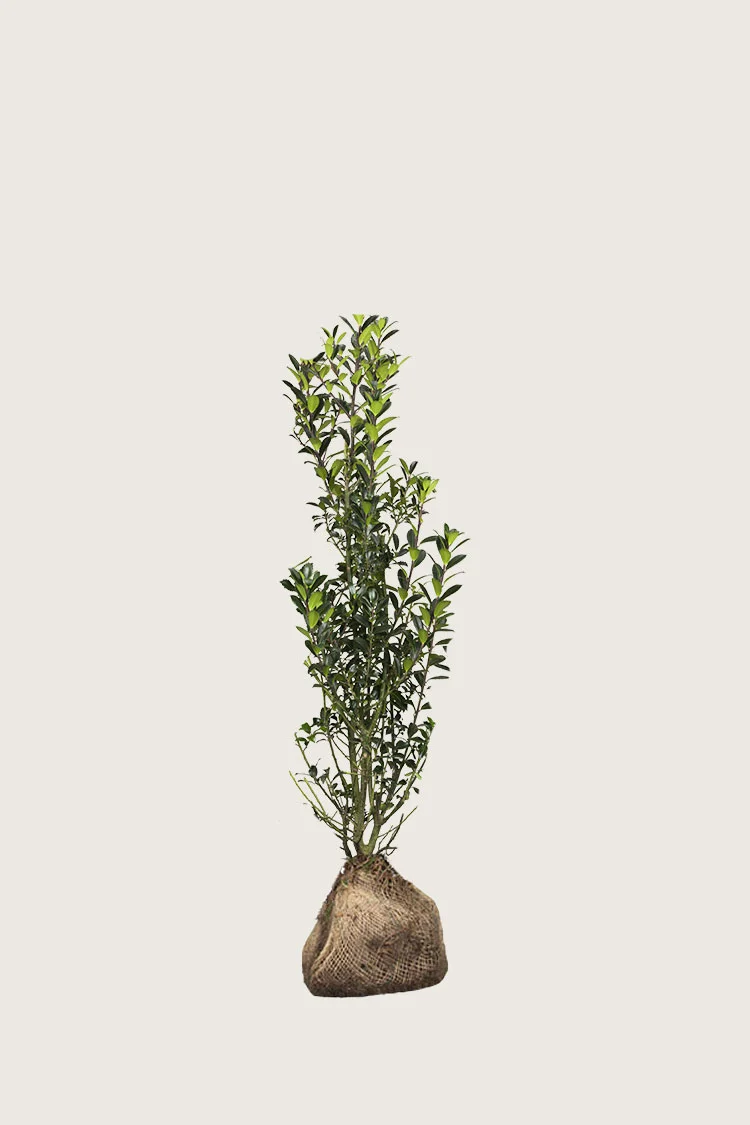 Kristtorn Heckenpracht 40cm Forgrenet | Plantinavia