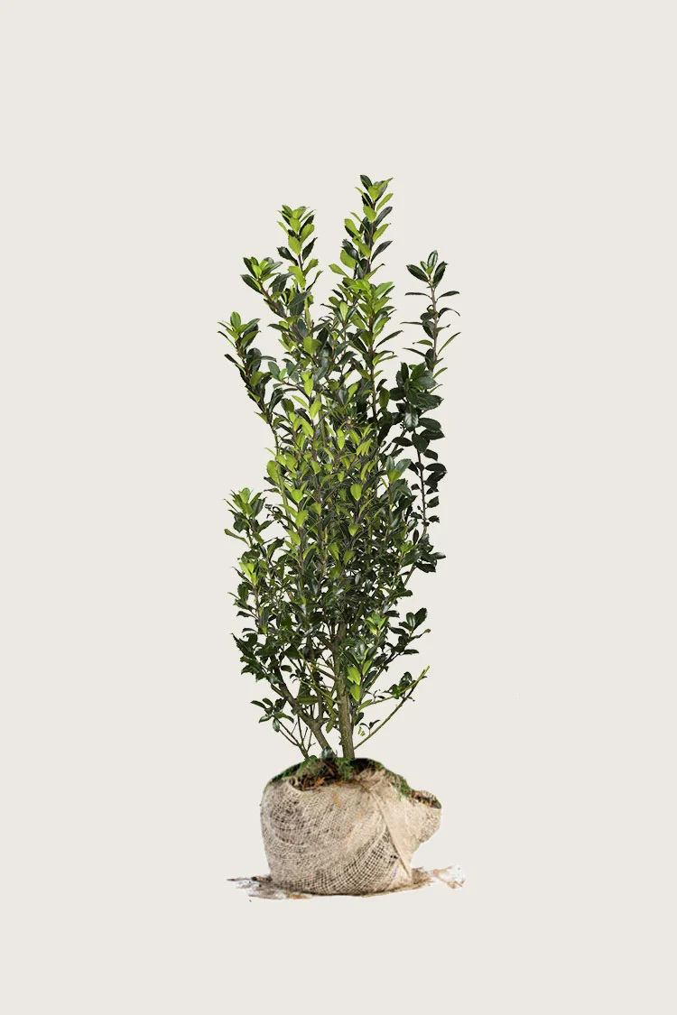 Kristtorn Heckenpracht 150cm Vel forgrenet | Plantinavia