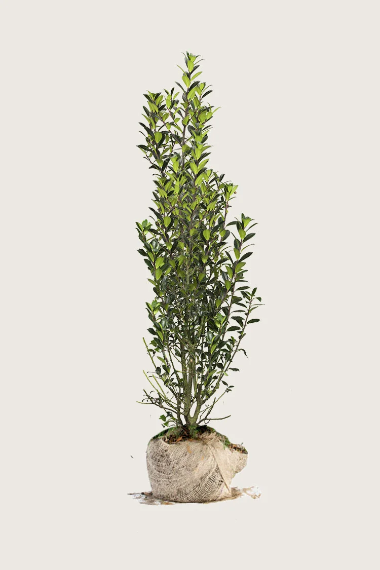 Kristtorn Heckenpracht 300cm Vel forgrenet | Plantinavia