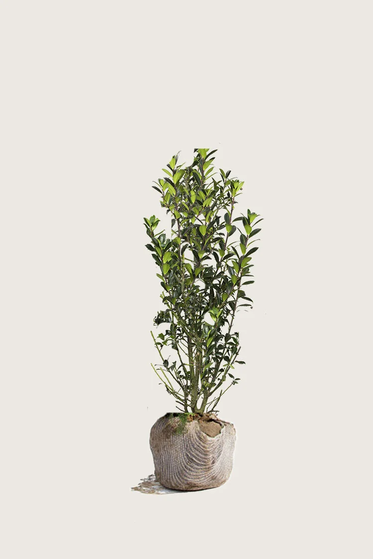 Kristtorn Heckenpracht 60cm Vel forgrenet | Plantinavia