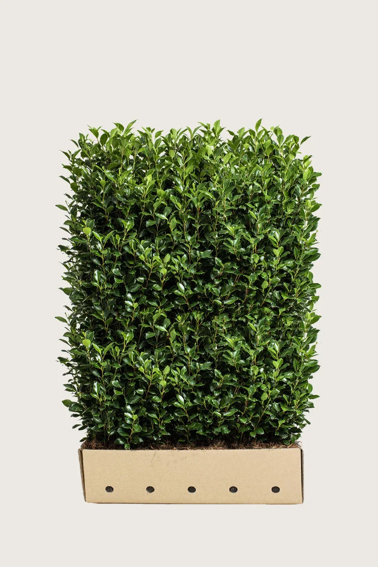 Kristtorn Heckenstar 120cm Vel forgrenet | Plantinavia