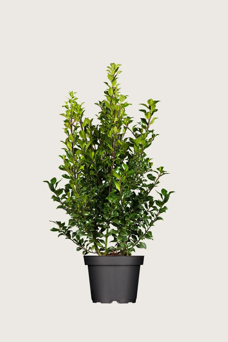 Kristtorn Heckenstar 100cm Forgrenet | Plantinavia
