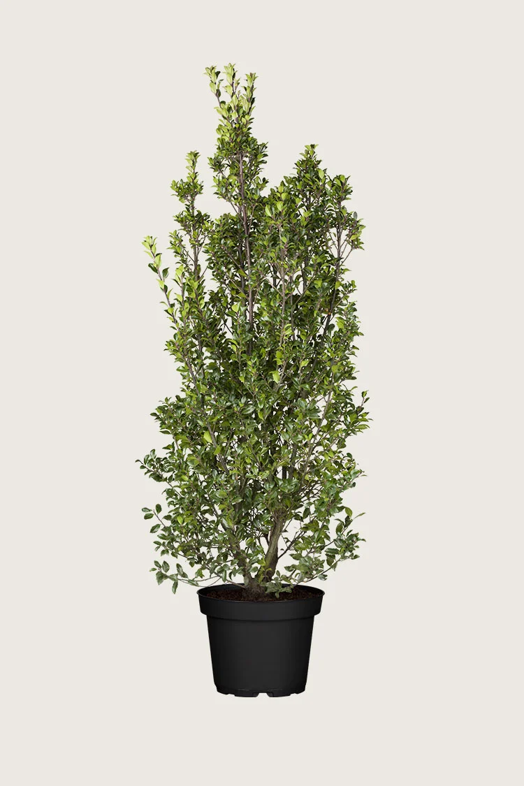 Kristtorn Heckenstar 250cm Forgrenet | Plantinavia