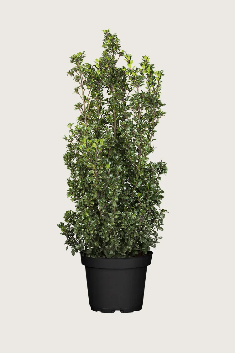 Kristtorn Heckenstar 250cm Vel forgrenet | Plantinavia
