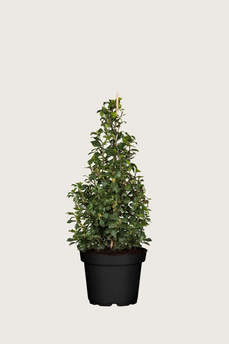 Kristtorn Heckenstar 80cm Vel forgrenet | Plantinavia