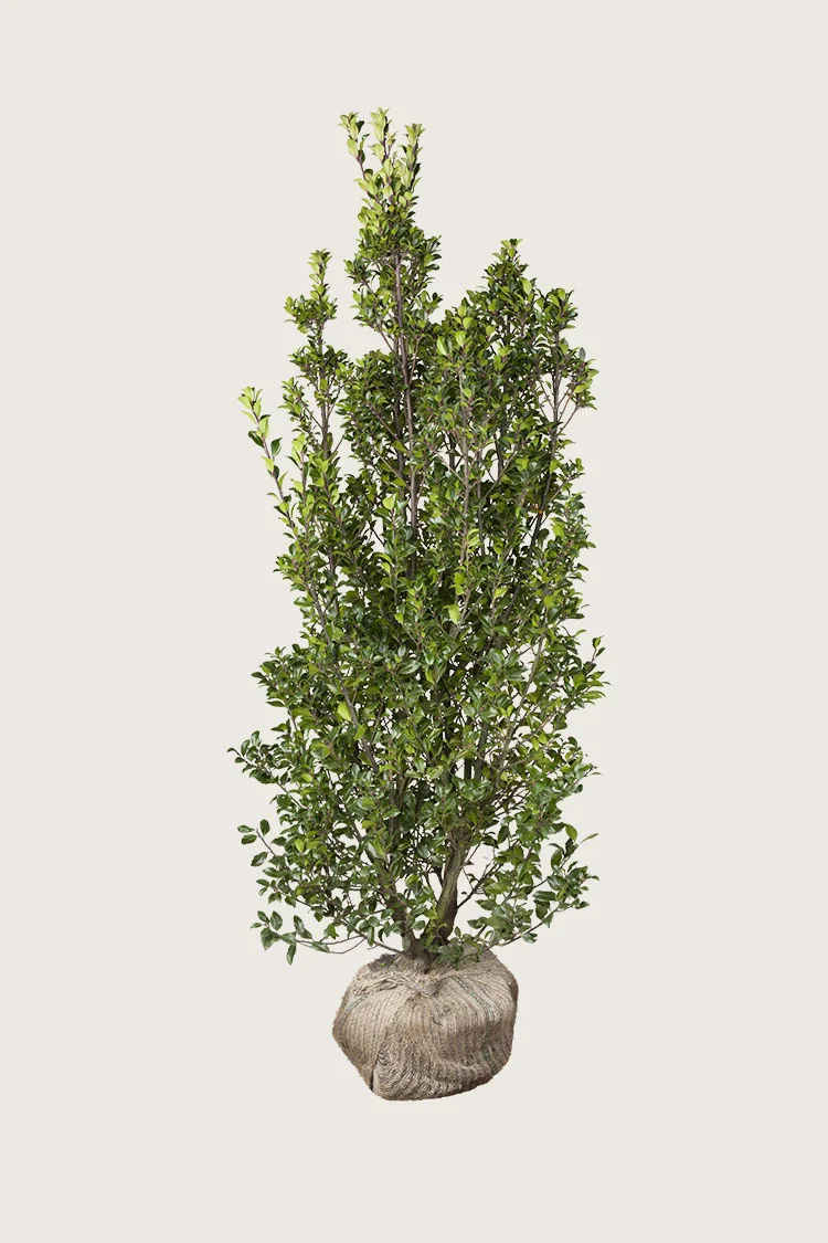 Kristtorn Heckenstar 250cm Forgrenet | Plantinavia