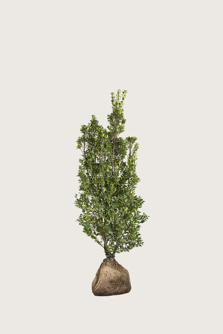 Kristtorn Heckenstar 80cm Forgrenet | Plantinavia