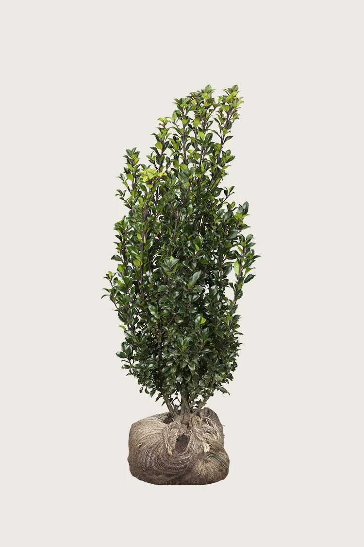 Kristtorn Heckenstar 125cm Vel forgrenet | Plantinavia