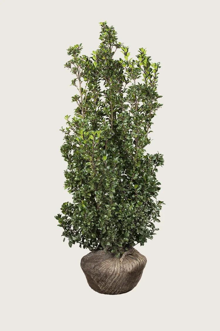 Kristtorn Heckenstar 200cm Vel forgrenet | Plantinavia