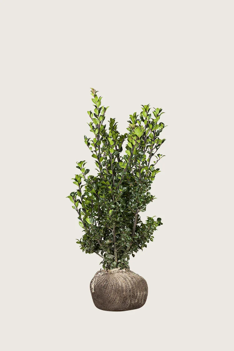 Kristtorn Heckenstar 40cm Vel forgrenet | Plantinavia