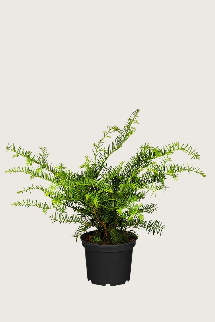 Krybende Taks 20cm Forgrenet | Plantinavia