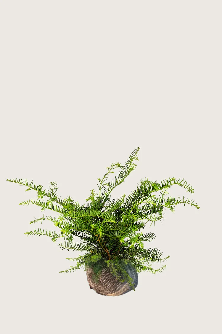 Krybende Taks 40cm Vel forgrenet | Plantinavia
