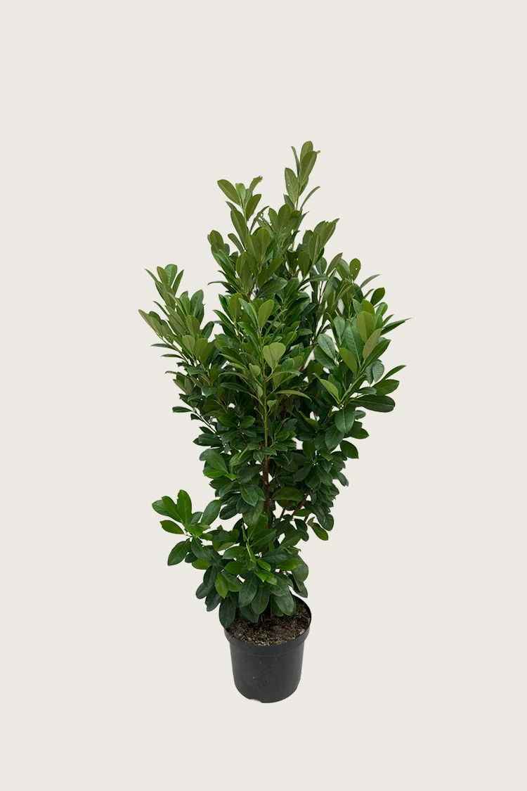 Laurbærkirsebær Bonaparte 125cm Forgrenet | Plantinavia