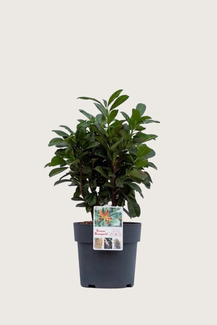 Laurbærkirsebær Bonaparte 40cm Forgrenet | Plantinavia