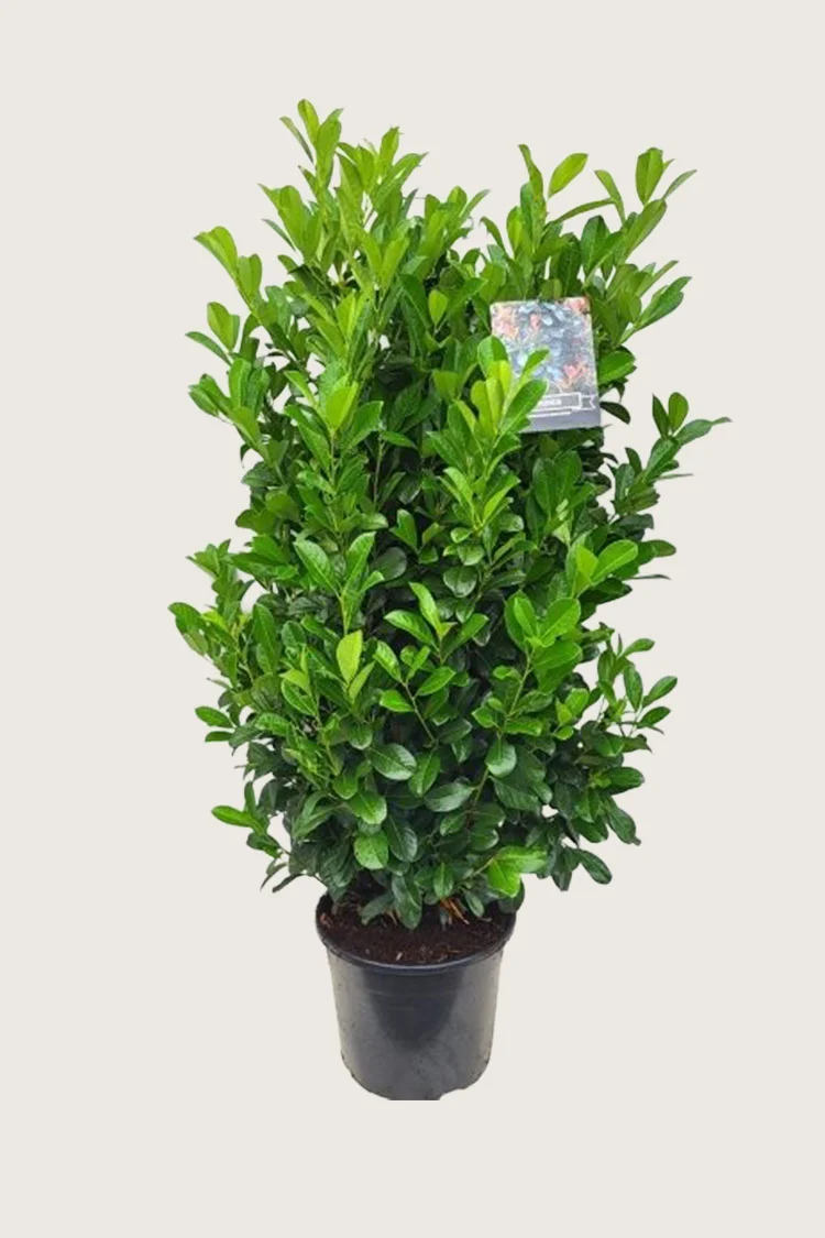 Laurbærkirsebær Bonaparte 125cm Vel forgrenet | Plantinavia